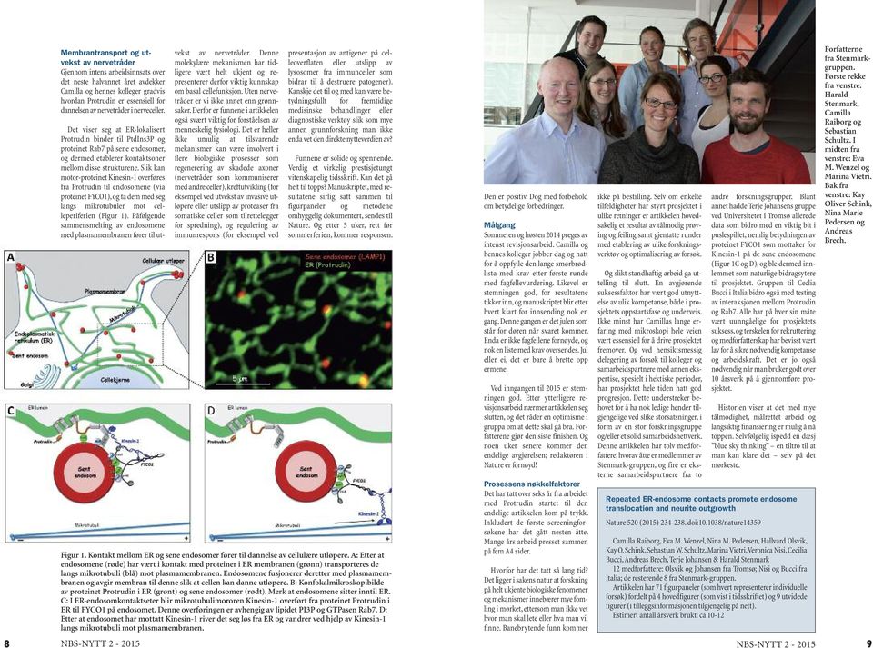 Slik kan motor-proteinet Kinesin-1 overføres fra Protrudin til endosomene (via proteinet FYCO1), og ta dem med seg langs mikrotubuler mot celleperiferien (Figur 1).