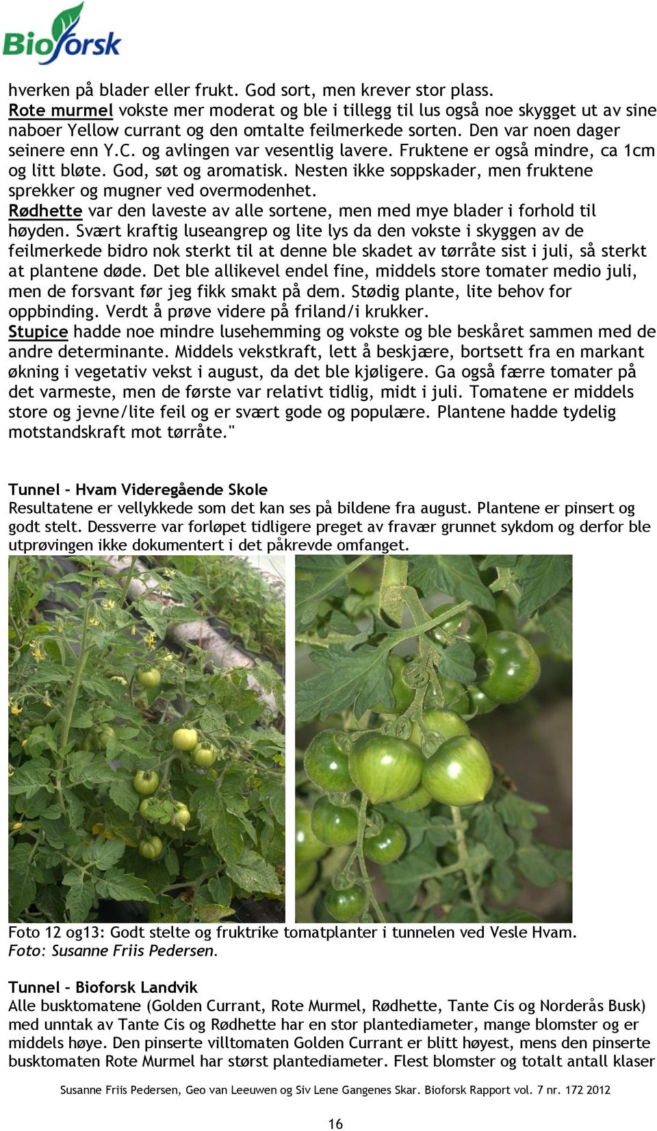 og avlingen var vesentlig lavere. Fruktene er også mindre, ca 1cm og litt bløte. God, søt og aromatisk. Nesten ikke soppskader, men fruktene sprekker og mugner ved overmodenhet.