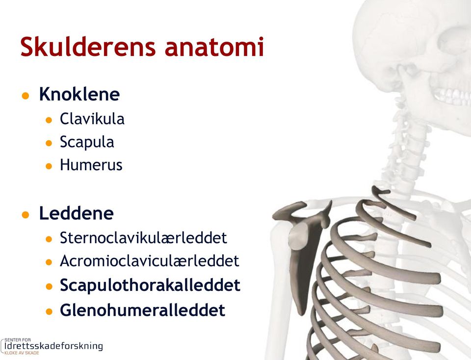 Sternoclavikulærleddet