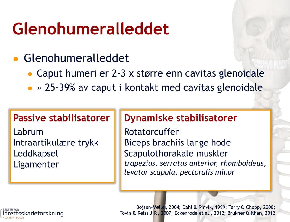 Biceps brachiis lange hode Scapulothorakale muskler trapezius, serratus anterior, rhomboideus, levator scapula, pectoralis minor