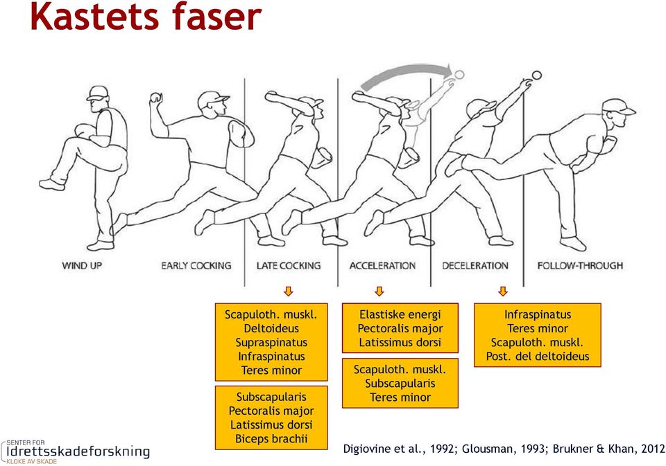 Latissimus dorsi Biceps brachii Elastiske energi Pectoralis major Latissimus dorsi