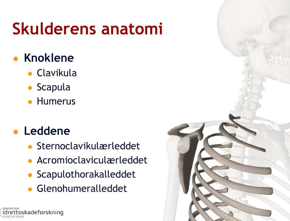 Sternoclavikulærleddet