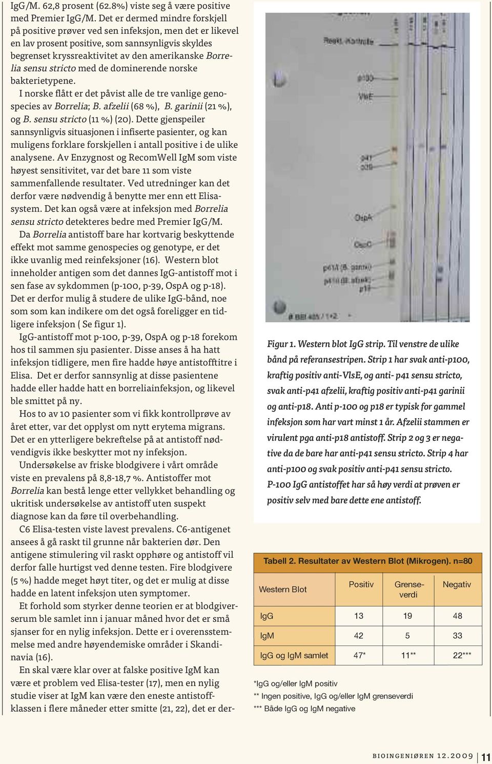 sensu stricto med de dominerende norske bakterietypene. I norske flått er det påvist alle de tre vanlige geno - species av Borrelia; B. afzelii (68 %), B. garinii (21 %), og B.