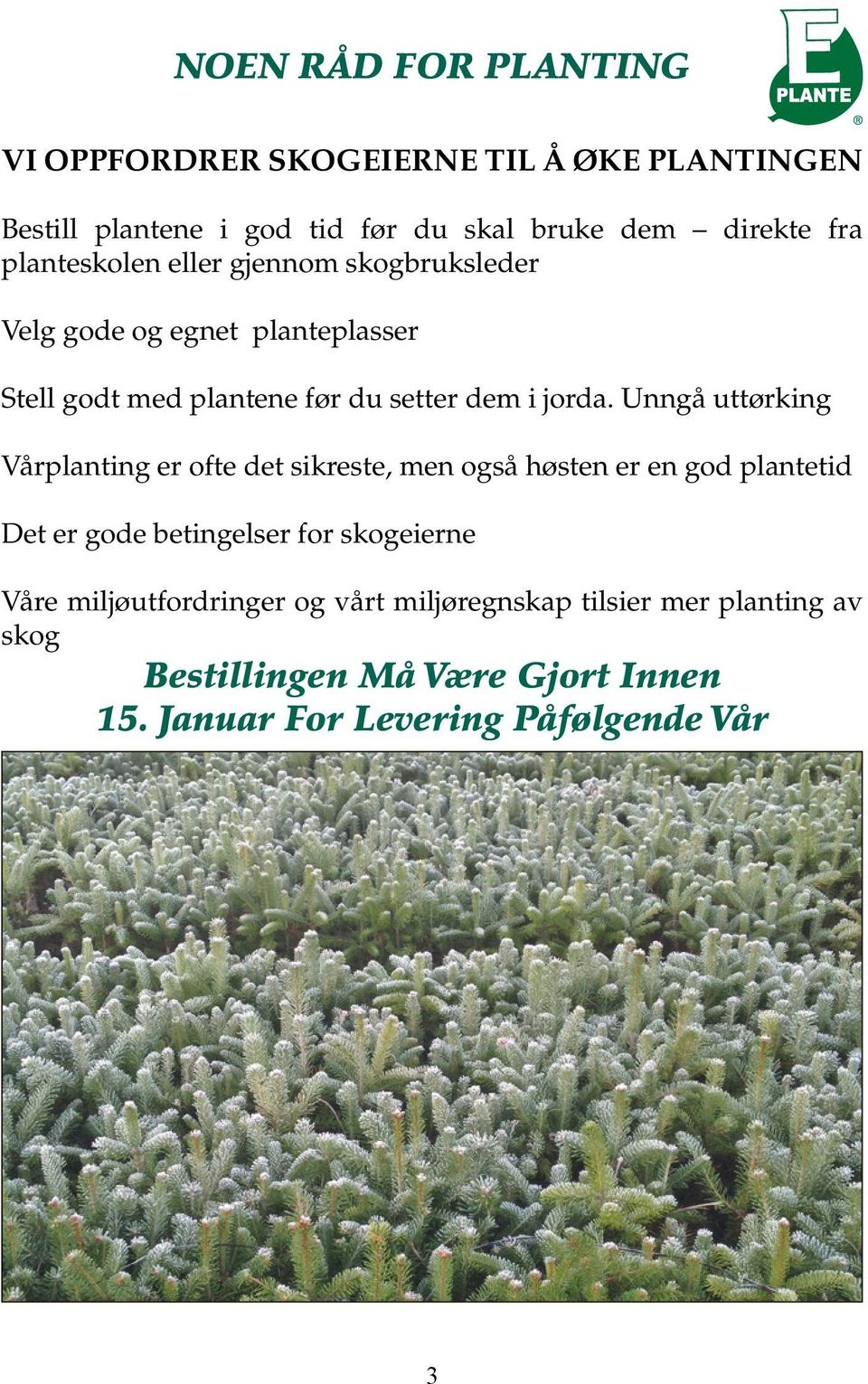 Unngå uttørking Vårplanting er ofte det sikreste, men også høsten er en god plantetid Det er gode betingelser for skogeierne Våre