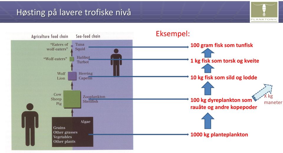 fisk som sild og lodde 100 kg dyreplankton som