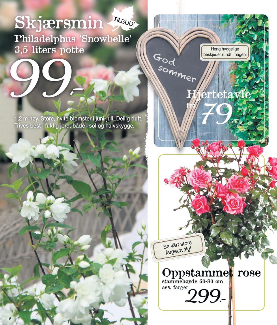 i hagen! me r Hjertetavle fra 1,2 m høy. Store, hvite blomster i juni-juli.