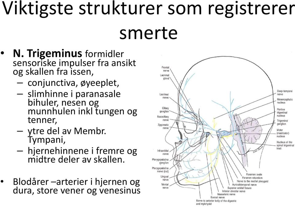 øyeeplet, slimhinne i paranasale bihuler, nesen og munnhulen inkltungen og tenner, ytre