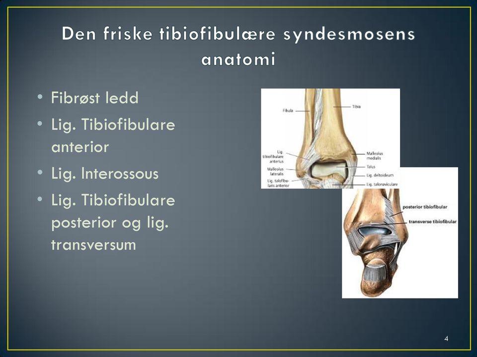 Interossous Lig.