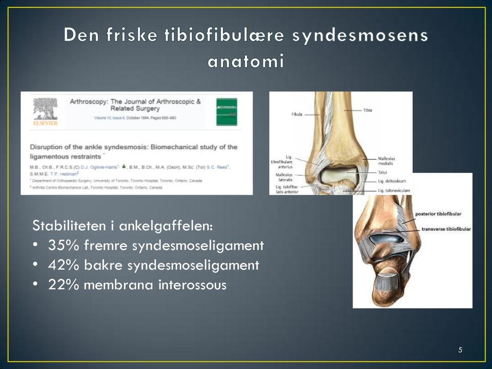 syndesmoseligament 42% bakre