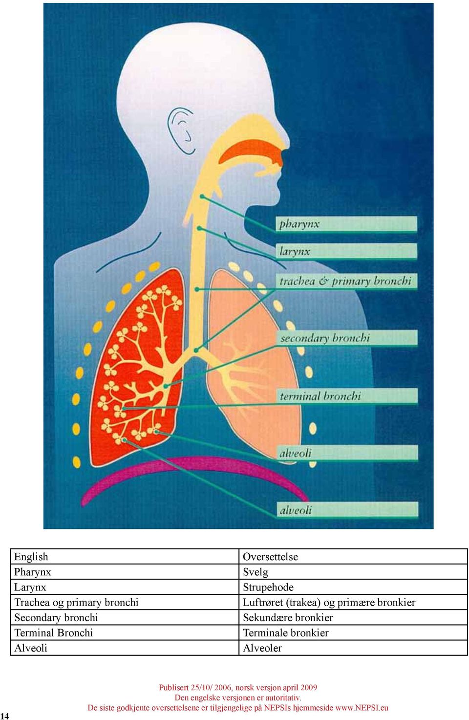 Terminale bronkier Alveoler 14 Publisert 25/10/ 2006, norsk versjon april 2009 Den engelske