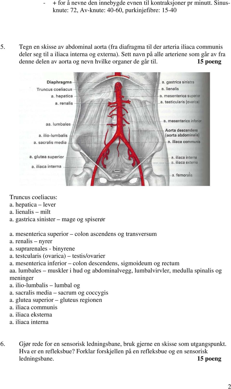 Sett navn på alle arteriene som går av fra denne delen av aorta og nevn hvilke organer de går til. 15 poeng Truncus coeliacus: a. hepatica lever a. lienalis milt a.