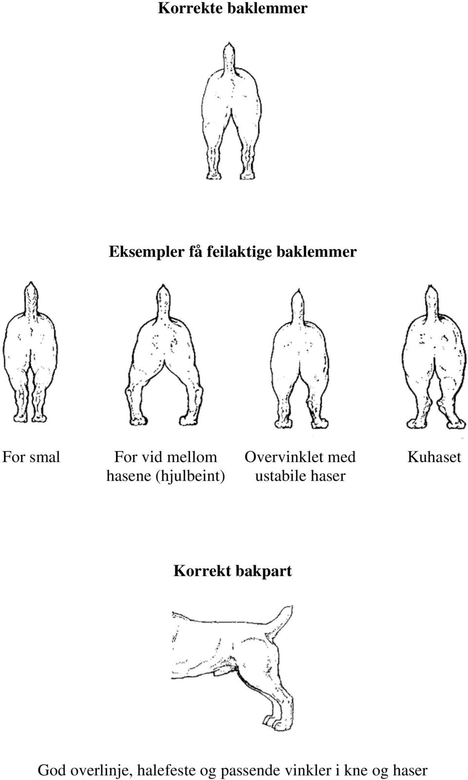 Overvinklet med ustabile haser Kuhaset Korrekt