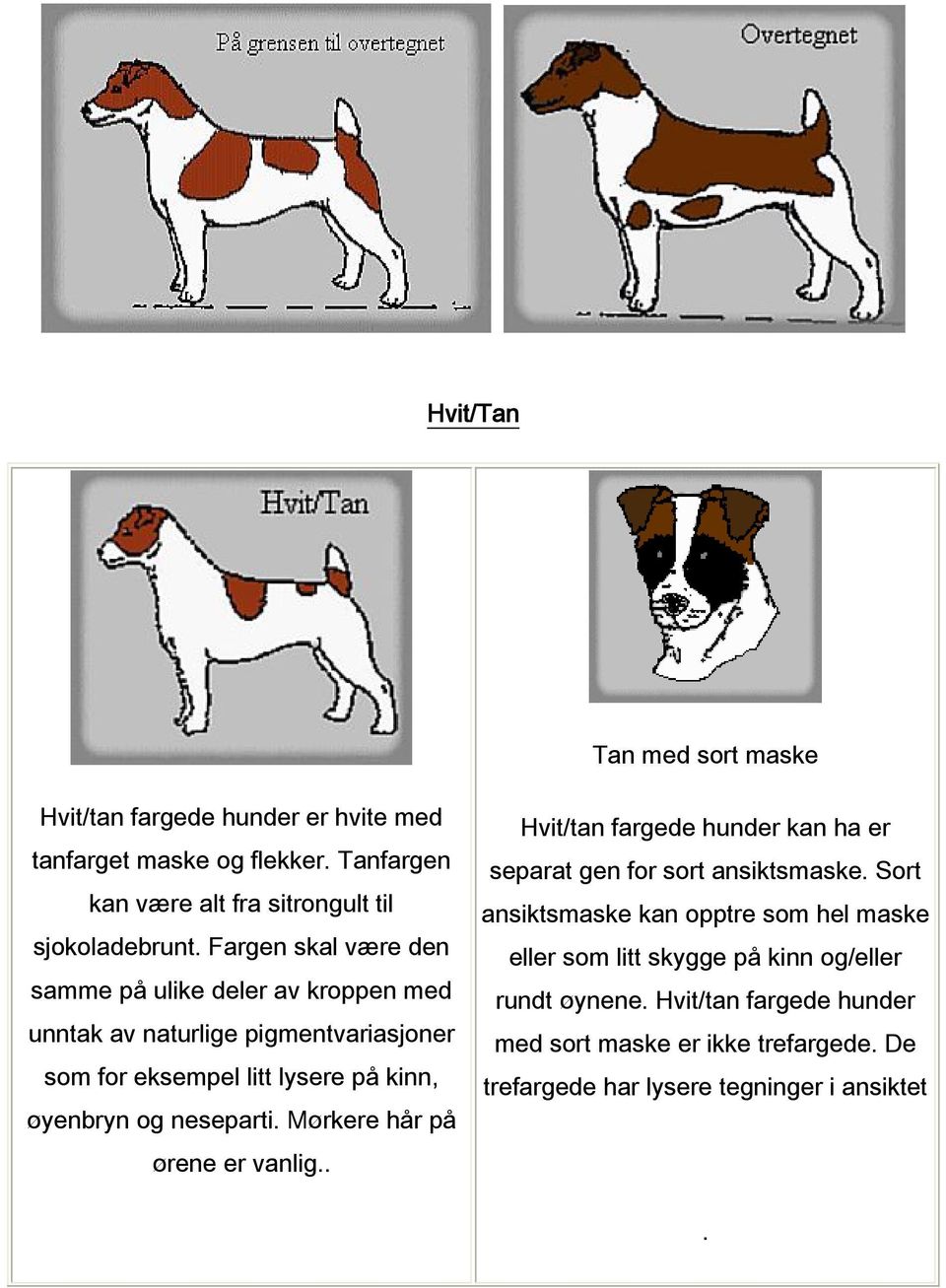 neseparti. Mørkere hår på ørene er vanlig.. Hvit/tan fargede hunder kan ha er separat gen for sort ansiktsmaske.