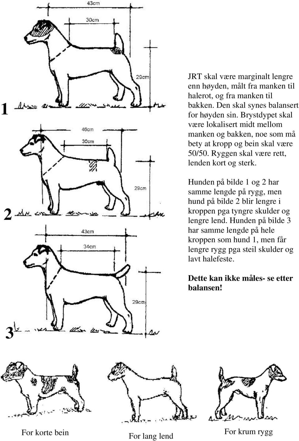 Hunden på bilde 1 og 2 har samme lengde på rygg, men hund på bilde 2 blir lengre i kroppen pga tyngre skulder og lengre lend.