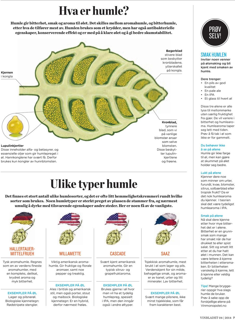 Kjernen i kongla Lupulinkjertler Disse inneholder alfa- og betasyrer, og essensielle oljer som gir humlepreget i øl. Hannkonglene har svært få. Derfor brukes kun kongler av hunnblomsten.