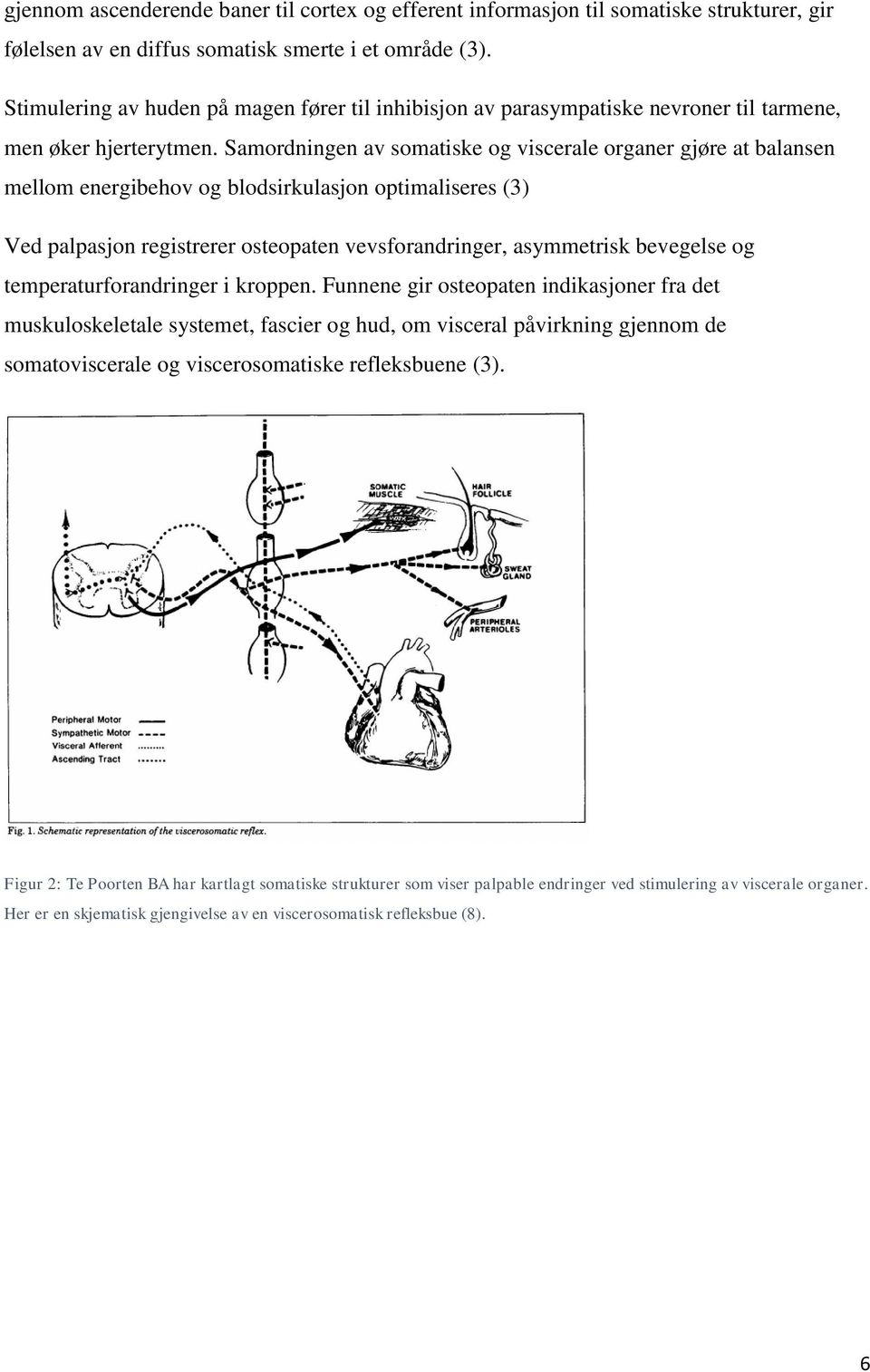 Samordningen av somatiske og viscerale organer gjøre at balansen mellom energibehov og blodsirkulasjon optimaliseres (3) Ved palpasjon registrerer osteopaten vevsforandringer, asymmetrisk bevegelse