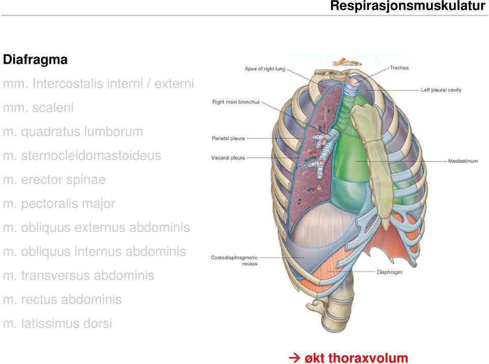 pectoralis major m. obliquus externus abdominis m.