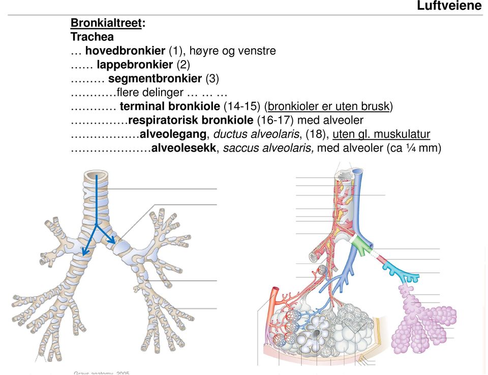 respiratorisk bronkiole (16-17) med alveoler alveolegang, ductus alveolaris, (18), uten