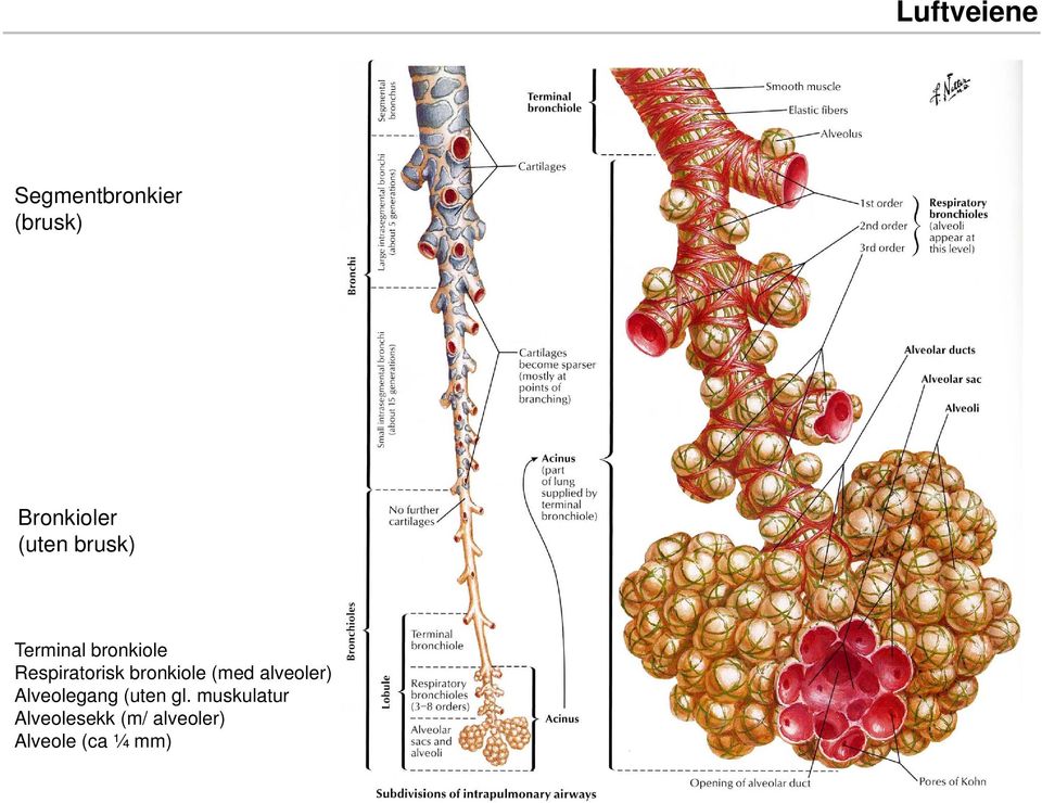 bronkiole (med alveoler) Alveolegang (uten gl.