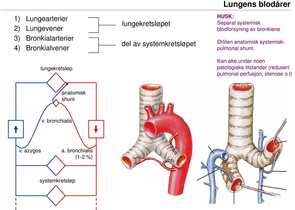 Ørliten anatomisk systemiskpulmonal shunt.