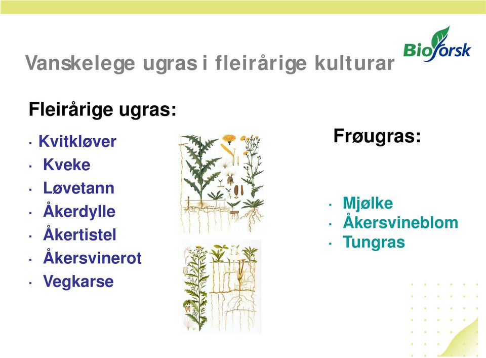 Løvetann Åkerdylle Åkertistel