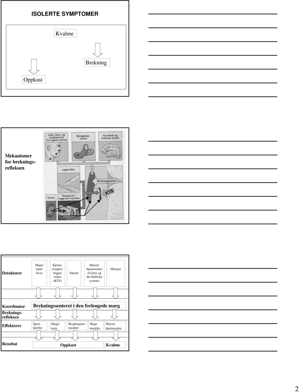 system) Pharynx Brekningssenteret i den forlengede marg Mage/ tarm Koordinator Brekningsrefleksen