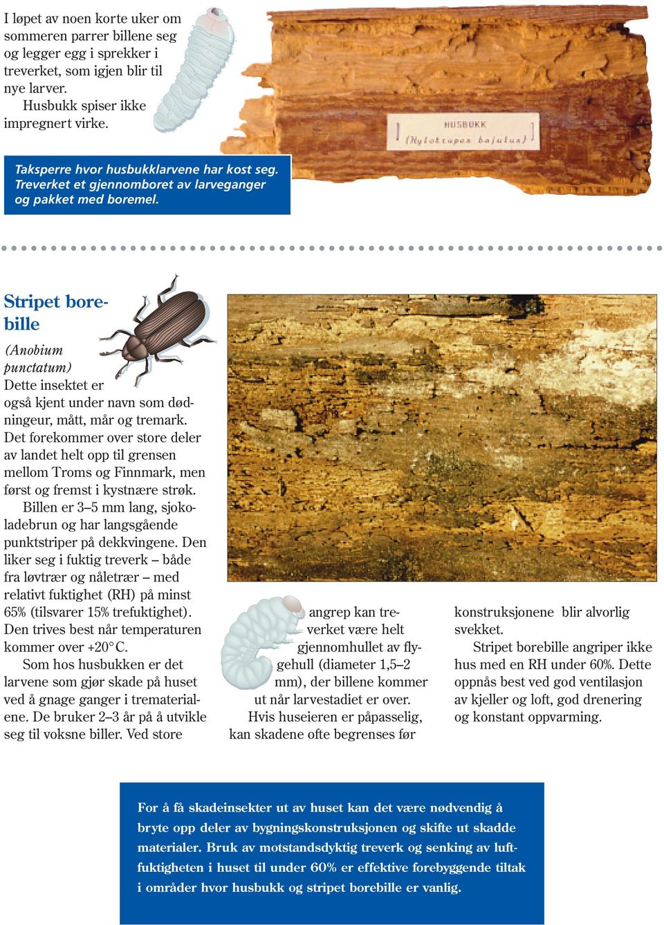 Stripet borebille (Anobium punctatum) Dette insektet er også kjent under navn som dødningeur, mått, mår og tremark.