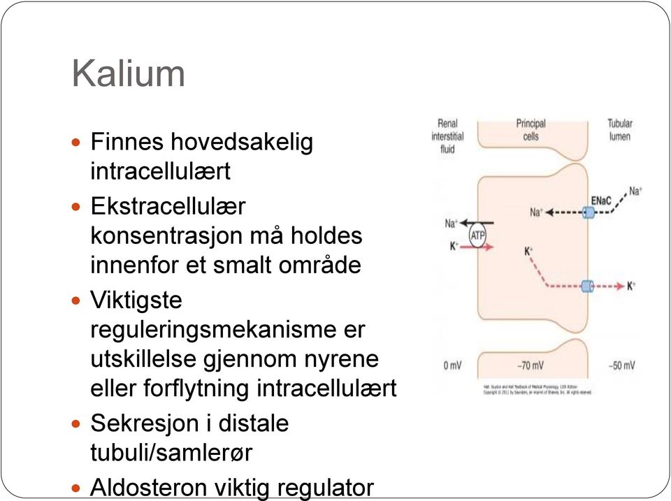 reguleringsmekanisme er utskillelse gjennom nyrene eller