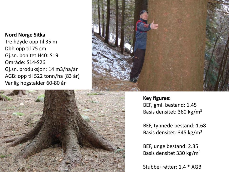 produksjon: 14 m3/ha/år AGB: opp til 522 tonn/ha (83 år) Vanlig hogstalder 60-80 år Key