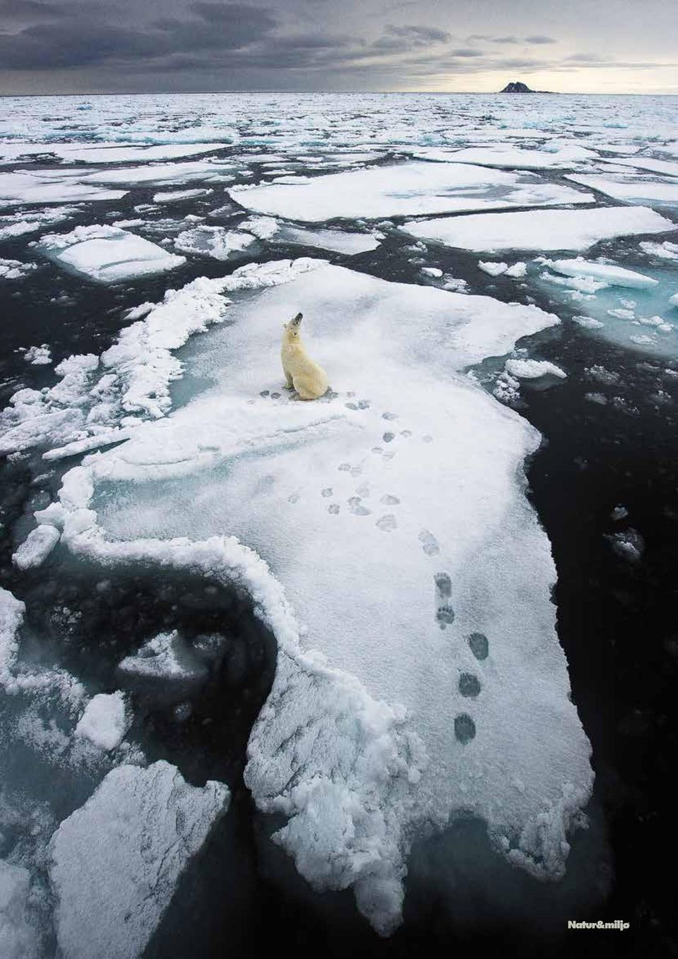 Man finner isbjørner på øyer og strender, spesielt på nordsiden av Svalbard, som bare ligger og venter på at isen skal komme tilbake. Uten is, ingen mat!