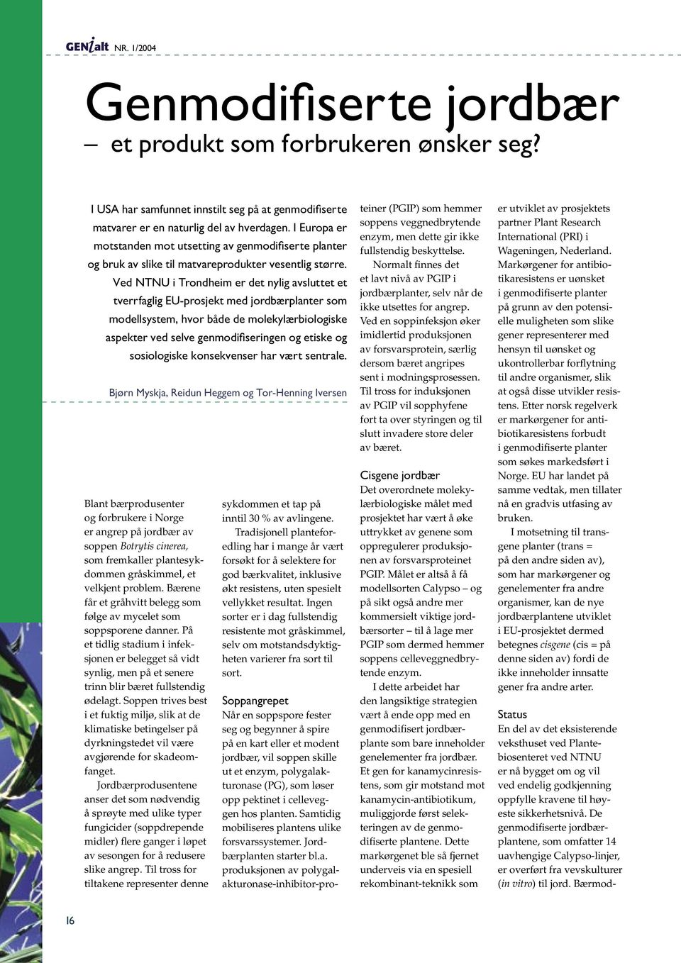 Ved NTNU i Trondheim er det nylig avsluttet et tverrfaglig EU-prosjekt med jordbærplanter som modellsystem, hvor både de molekylærbiologiske aspekter ved selve genmodifiseringen og etiske og