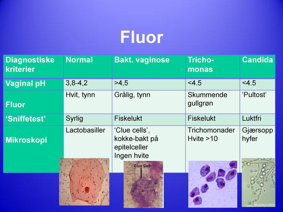 5 <4.5 Fluor Hvit, tynn Grålig, tynn Skummende gullgrøn Pultost Sniffetest