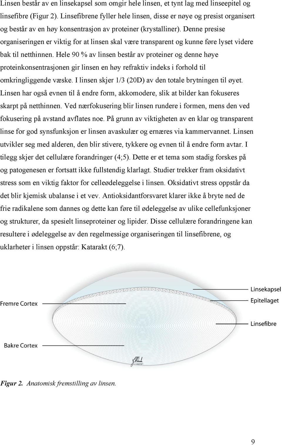 Denne presise organiseringen er viktig for at linsen skal være transparent og kunne føre lyset videre bak til netthinnen.