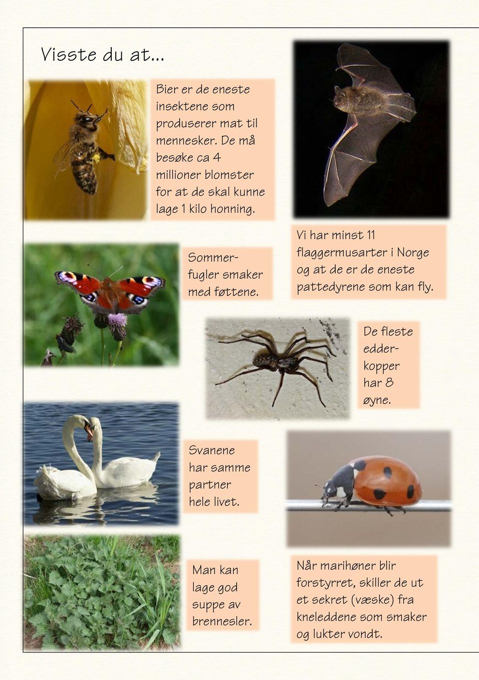 Vi har minst 11 flaggermusarter i Norge og at de er de eneste pattedyrene som kan fly. De fleste edderkopper har 8 øyne.