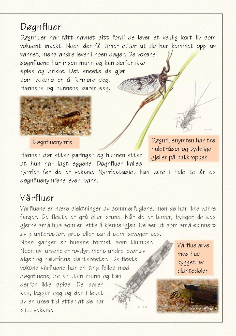 Døgnfluenymfe Hannen dør etter paringen og hunnen etter at hun har lagt eggene. Døgnfluer kalles Døgnfluenymfen har tre haletråder og tydelige gjeller på bakkroppen nymfer før de er voksne.