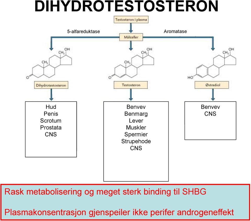 CNS Benvev CNS Rask metabolisering og meget sterk binding til