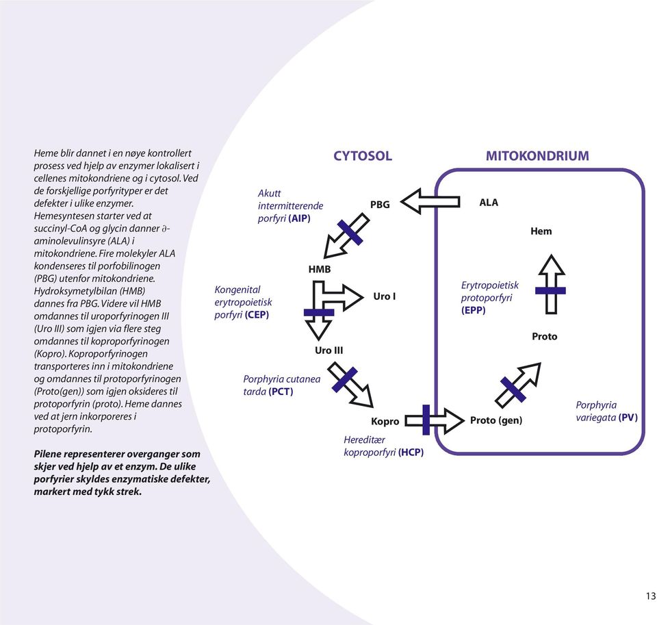 Hydroksymetylbilan (HMB) dannes fra PBG. Videre vil HMB omdannes til uroporfyrinogen III (Uro III) som igjen via flere steg omdannes til koproporfyrinogen (Kopro).