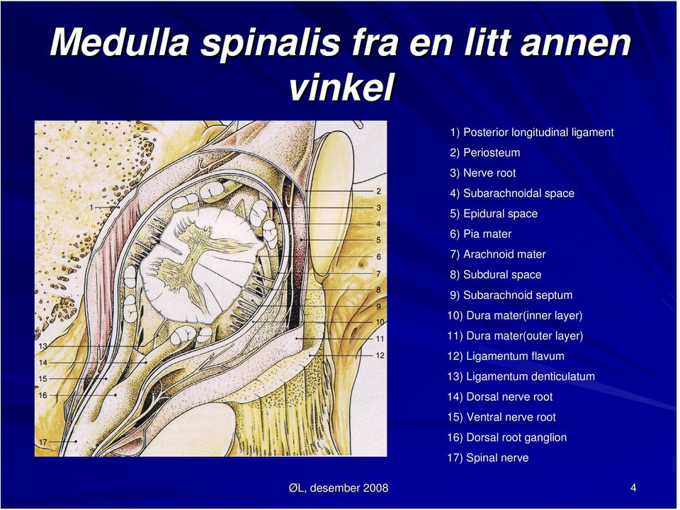 septum 10) Dura mater(inner layer) 11) Dura mater(outer layer) 12) Ligamentum flavum 13) Ligamentum