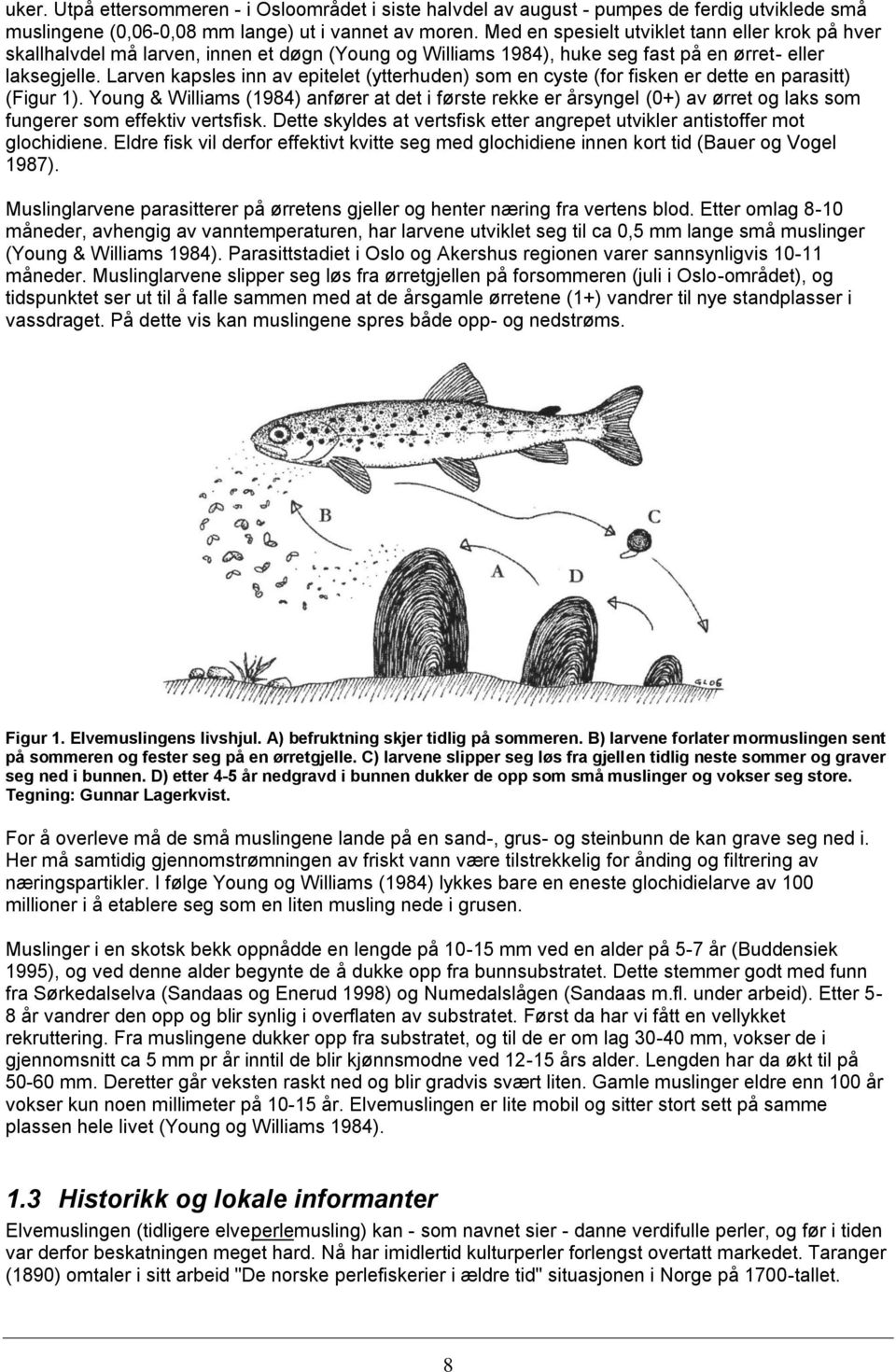 Larven kapsles inn av epitelet (ytterhuden) som en cyste (for fisken er dette en parasitt) (Figur 1).