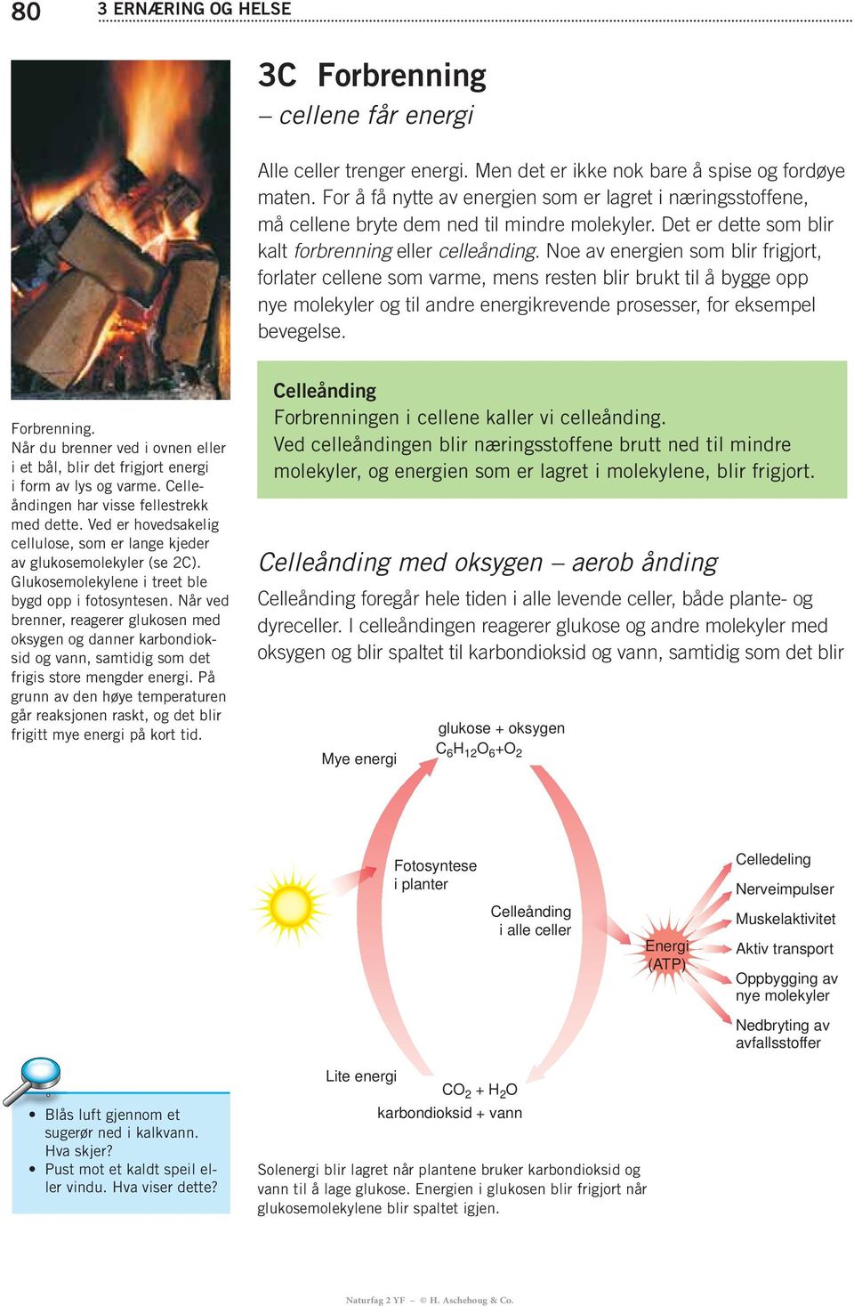 Noe av energien som blir frigjort, forlater cellene som varme, mens resten blir brukt til å bygge opp nye molekyler og til andre energikrevende prosesser, for eksempel bevegelse. Forbrenning.