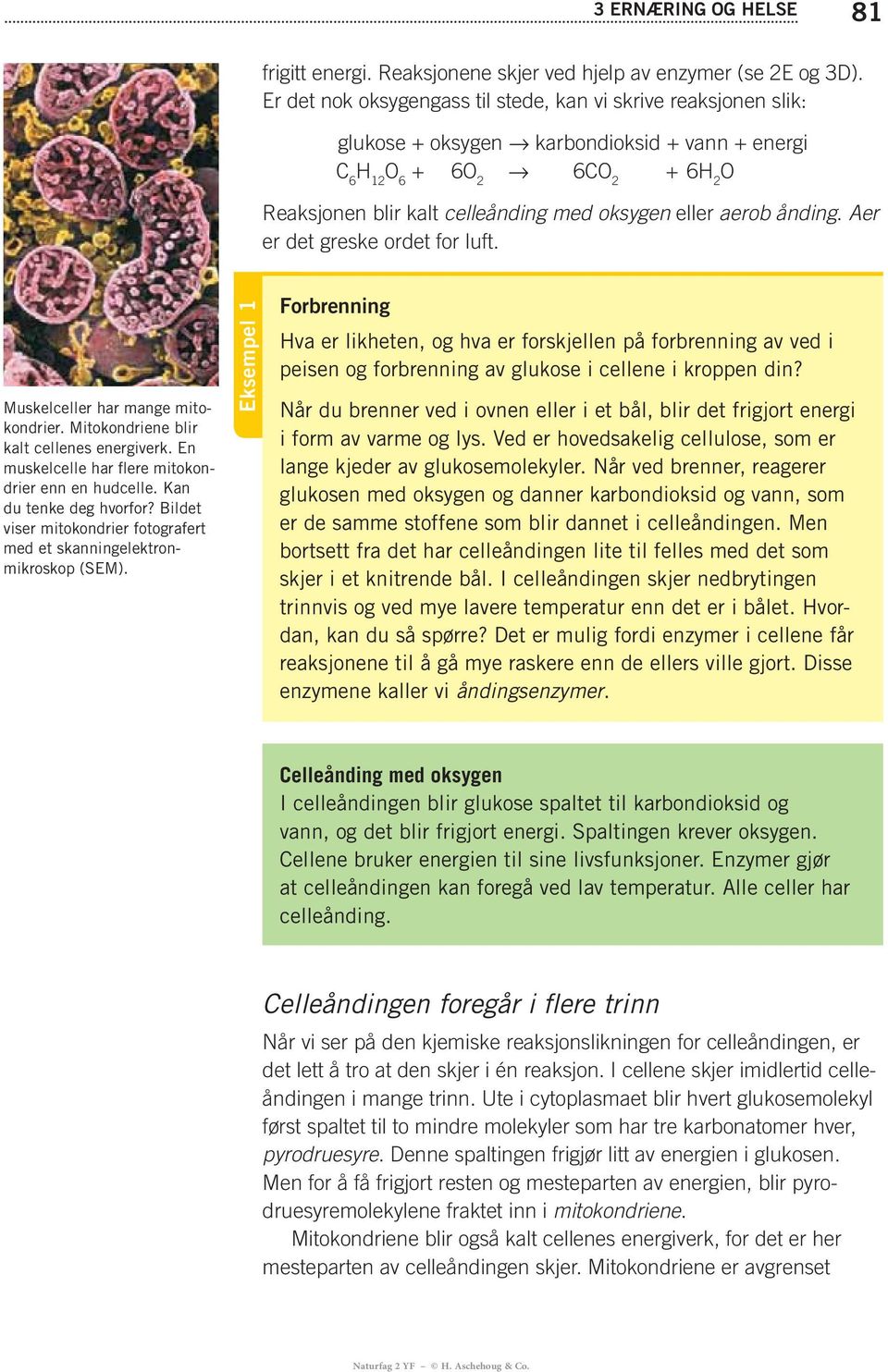 aerob ånding. Aer er det greske ordet for luft. kondrier. Mitokondriene blir kalt cellenes energiverk.