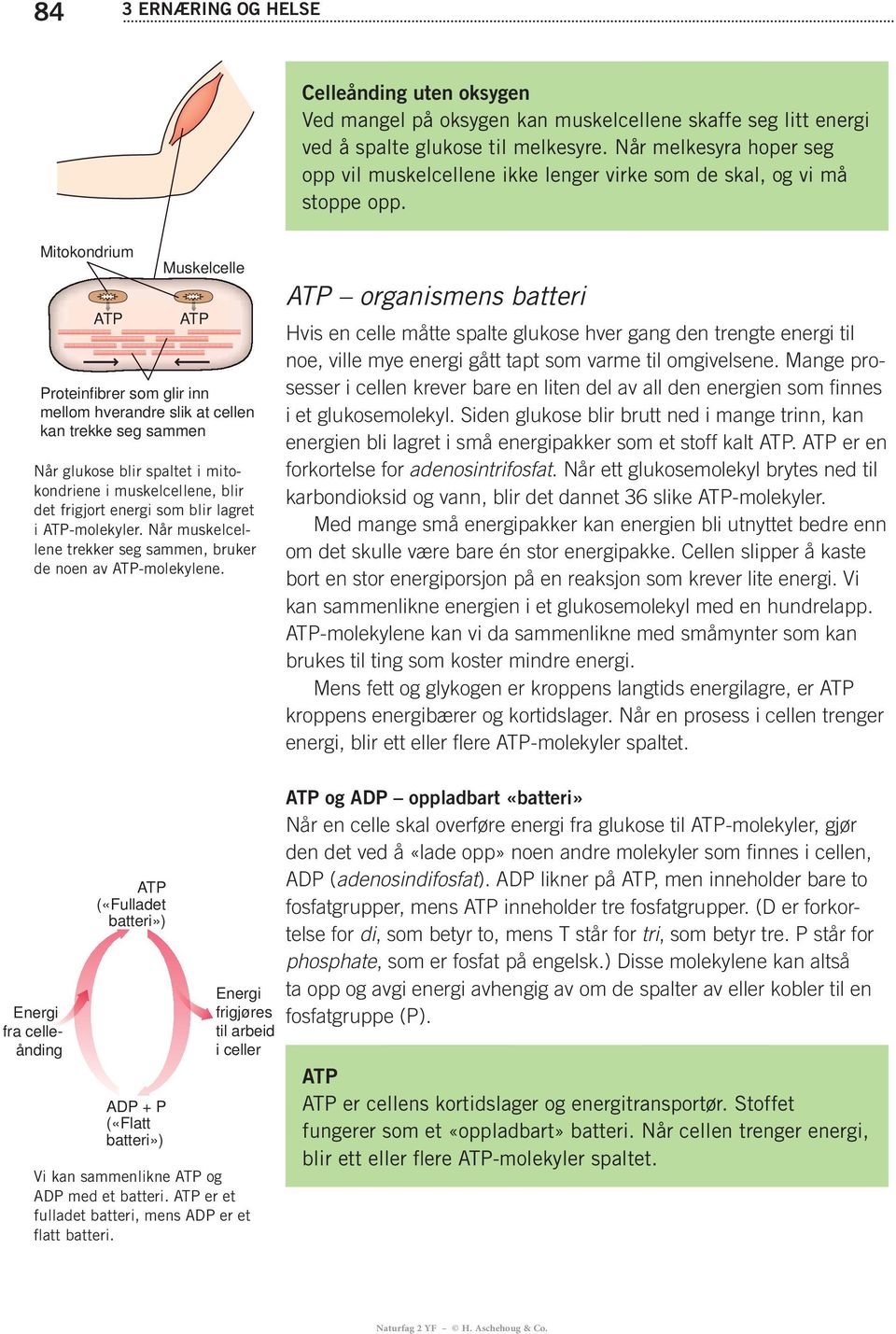 som blir lagret i ATP-molekyler. Når muskelcellene trekker seg sammen, bruker de noen av ATP-molekylene.