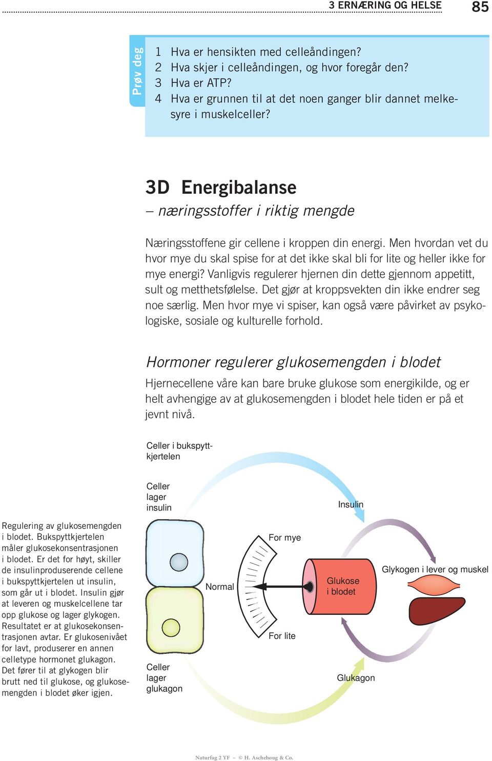 Men hvordan vet du hvor mye du skal spise for at det ikke skal bli for lite og heller ikke for mye energi? Vanligvis regulerer hjernen din dette gjennom appetitt, sult og metthetsfølelse.