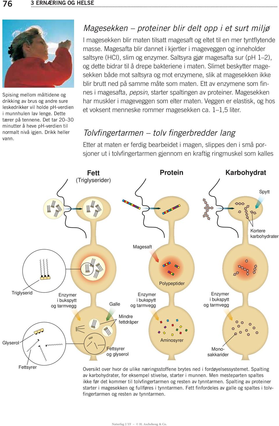 Magesafta blir dannet i kjertler i mageveggen og inneholder saltsyre (HCl), slim og enzymer. Saltsyra gjør magesafta sur (ph 1 2), og dette bidrar til å drepe bakteriene i maten.