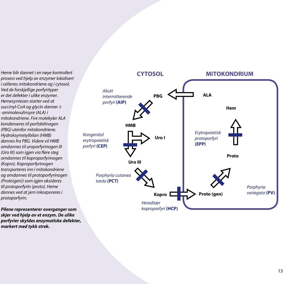 Hydroksymetylbilan (HMB) dannes fra PBG. Videre vil HMB omdannes til uroporfyrinogen III (Uro III) som igjen via flere steg omdannes til koproporfyrinogen (Kopro).