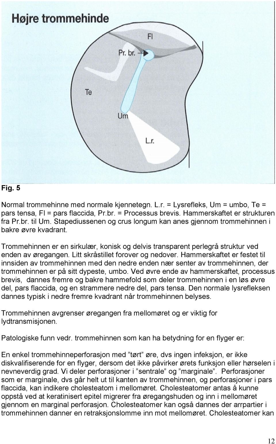 Litt skråstillet forover og nedover. Hammerskaftet er festet til innsiden av trommehinnen med den nedre enden nær senter av trommehinnen, der trommehinnen er på sitt dypeste, umbo.