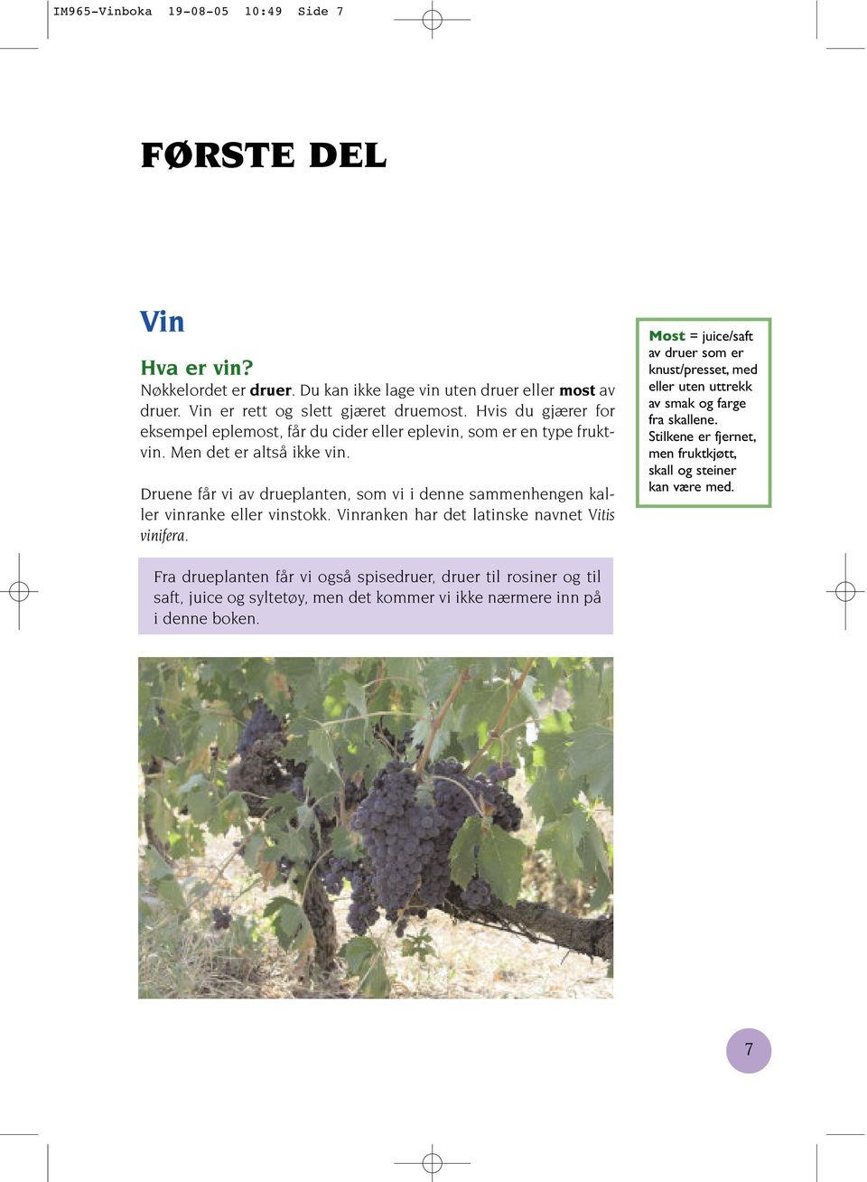 Druene får vi av drueplanten, som vi i denne sammenhengen kaller vinranke eller vinstokk. Vinranken har det latinske navnet Vitis vinifera.