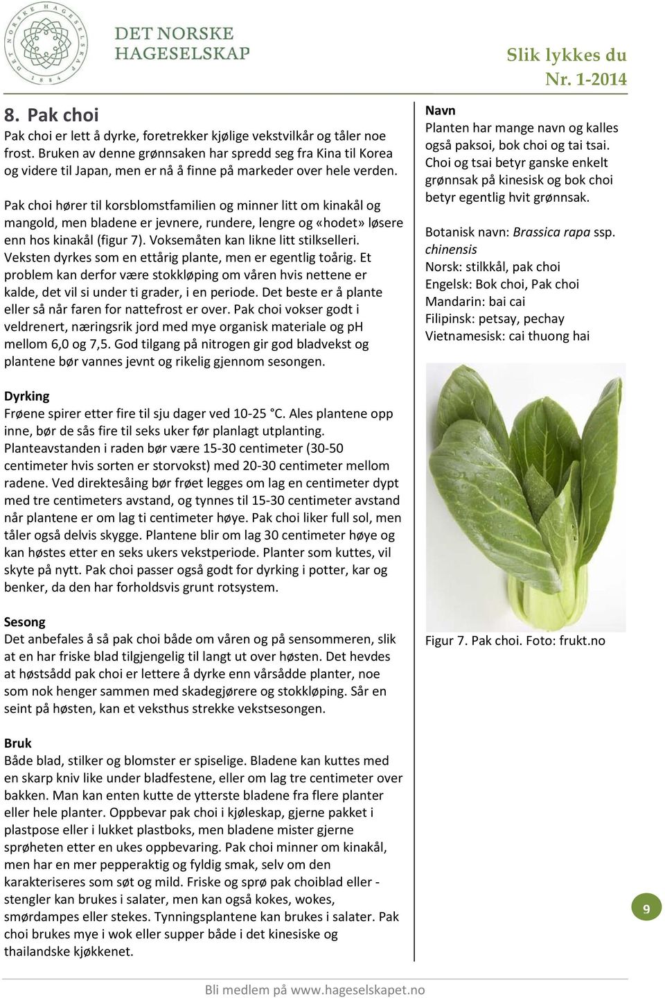 Pak choi hører til korsblomstfamilien og minner litt om kinakål og mangold, men bladene er jevnere, rundere, lengre og «hodet» løsere enn hos kinakål (figur 7). Voksemåten kan likne litt stilkselleri.