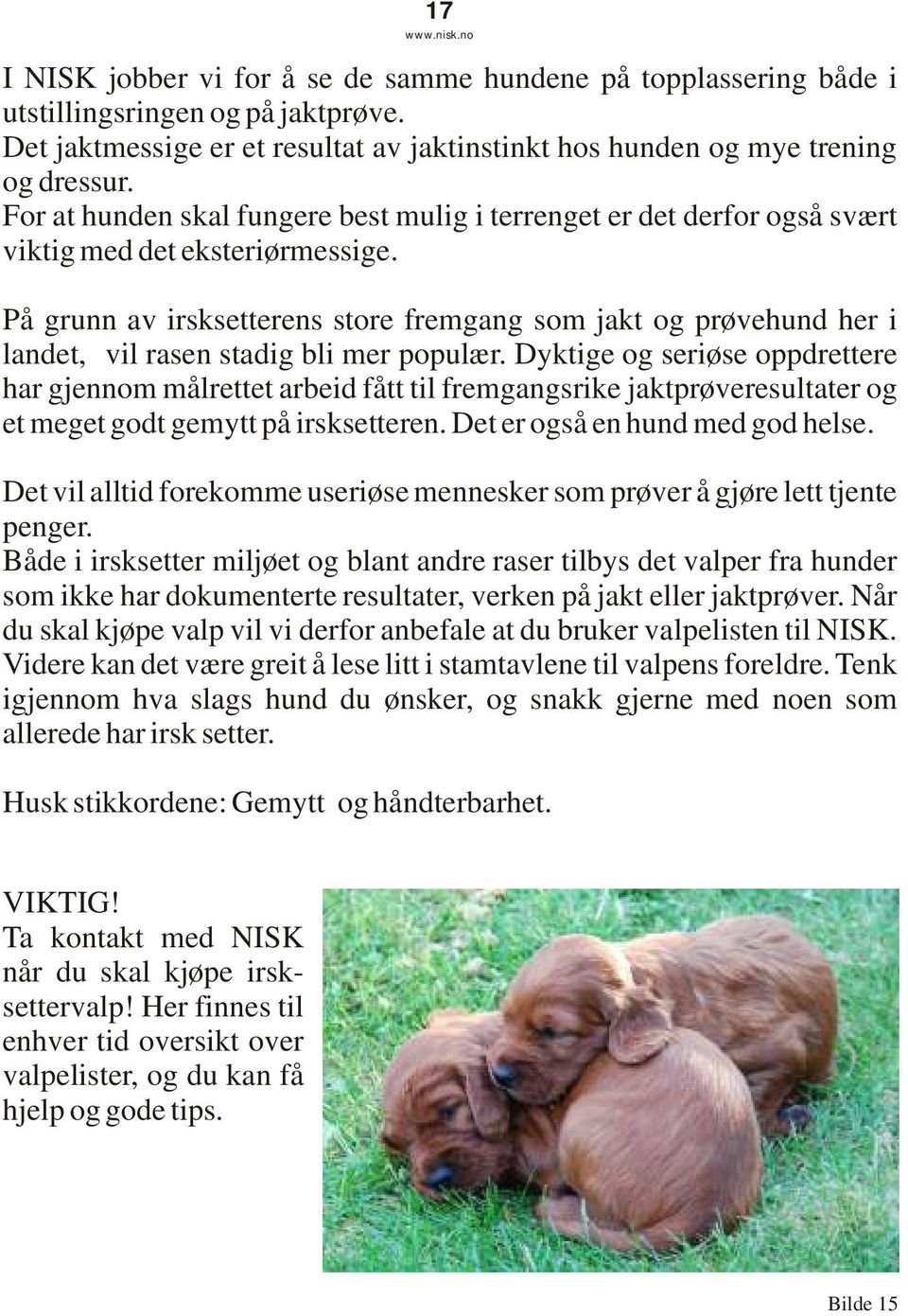 På grunn av irsksetterens store fremgang som jakt og prøvehund her i landet, vil rasen stadig bli mer populær.