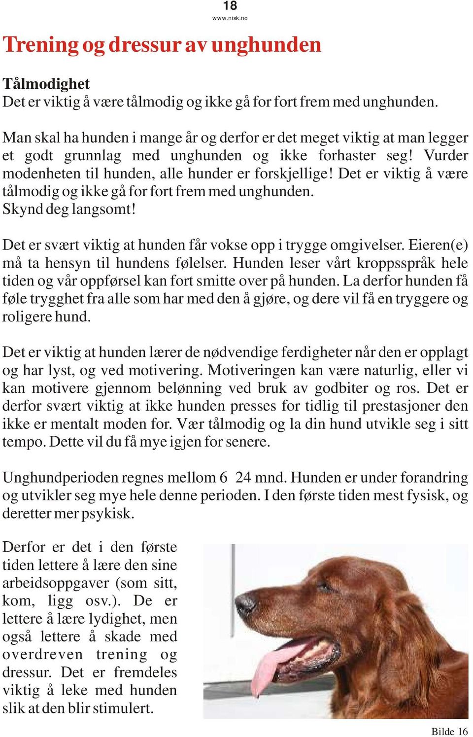 Det er viktig å være tålmodig og ikke gå for fort frem med unghunden. Skynd deg langsomt! Det er svært viktig at hunden får vokse opp i trygge omgivelser. Eieren(e) må ta hensyn til hundens følelser.